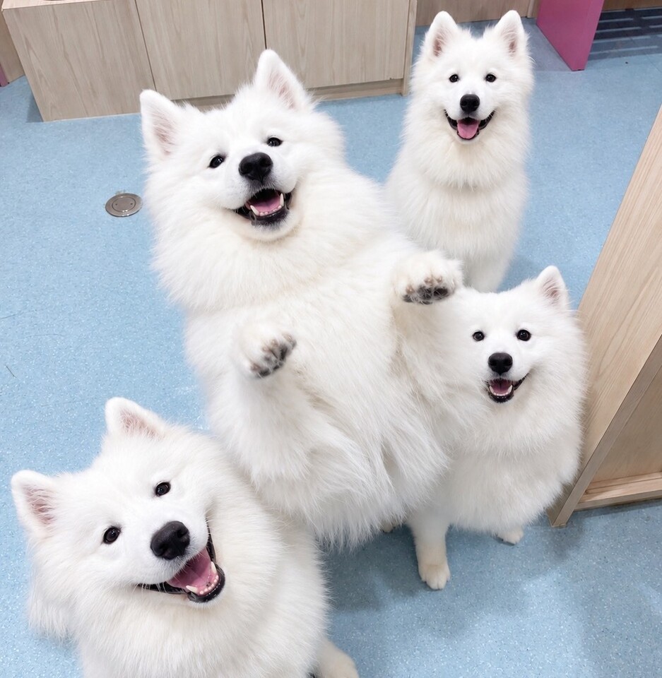Cho! Samoyed Harajuku Store - Restaurant Guide - TableCheck