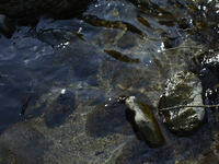 Tasting Course ＋Alcohol Pairing