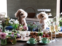 veganアフタヌーンティー