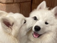 Weekends and Holidays: Regular ticket (50 minutes)