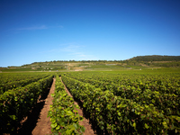 【メーカーズディナー】Olivier Leflaive & Valentin Leflaive合同メーカーズディナー