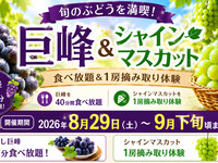 ★40-minute all-you-can-eat seedless Kyoho grapes + pick one bunch of Shine Muscat