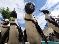 【 ビュッフェ | 平日 】マリンワールド入館券付き(小学生)