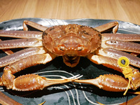 From November — 越前ガニ (Echizen crab) full-course meal. Prices may vary depending on procurement costs.