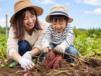 芋掘り体験参加者限定【お子様プレート】幼児様向け鳴門金時ワンプレート