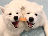 ≪土日祝≫通常チケット（50分）