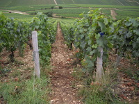 Kubotsuのワイン会
