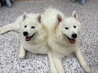 Weekdays: Private plan (50 minutes) ¥25,000