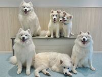 Weekends and Holidays: Private plan (50 minutes) ¥45,000