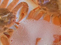 Premium Sea of Japan Matsuba Crab Course (Reservations accepted for 4 or more people)