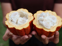 Cacao Journey Course