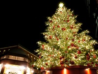 ティーペアリング付きクリスマスおまかせコース