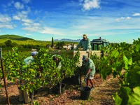 【5月15日限定】Torres × IÑAKI Wine maker's ＆ Live Music Dinner