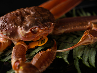 【松葉がに炭火焼コース】33,000円