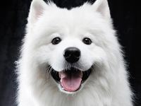 Reservations (Saturdays, Sundays, and holidays)