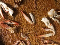 クリスマスコース　ランチ