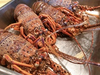 Susaki spiny lobster pasta course