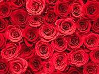 [Heiratsantragsplan] Premier Eternity Kurs *Beinhaltet 108 Rosen