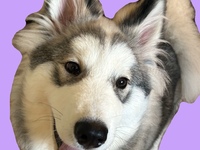 New Year's holiday ticket (50 minutes)