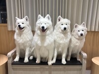 【18時枠限定】4兄弟バースデーイベント