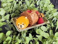 切り株から顔を出すレッサーパンダ