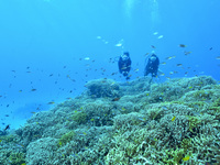 【一般料金】2026体験ダイビング　大人子供同額(13歳以上64歳以下）(オンシーズン）