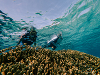 【ビジター】ボートシュノーケルツアー 大人 /小人90min_2026　B期間　3/20-4/5, 4/25-5/10, 7/1-9/30