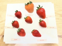 《1日限定追加開催3/27(金)15:30～》【第5回フルーツサロンアカデミー”いちご” ～厳選いちごの学び・味わい・体験～】