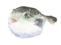 Tiger Pufferfish Course