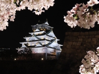 【観桜ディナー2026】大阪城 西の丸庭園の夜桜と春の味覚を楽しむ限定ディナーコース