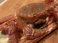 毛蟹付き特別コース　¥15,400