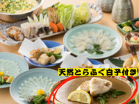 【天然とらふぐ白子付き】お値打ちに大満足 南知多産 天然河豚（とら河豚＆彼岸河豚）コース