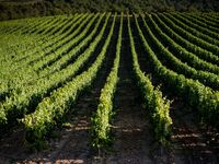 [3/13] トーレス社との一夜限りのワインイベント 