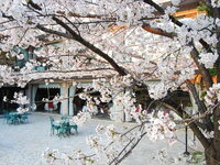 フレンチ【ランチ】桜コース（ロゼシャンパン付き）