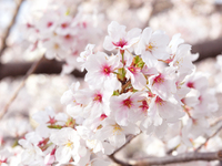 Special Sakura Course + Toast Drink Included