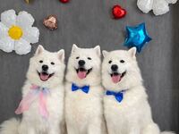 Birthday event ticket (50 minutes)