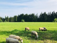 Dîner d'agneau au lait de la ferme de Miya