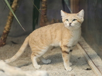 【平日】神戸どうぶつ王国＆GOCOCUランチブッフェ 90分制🔷大人