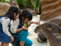 【週末及假日】神戶動物王國＆集景園午餐套餐（含無限量點心）🔷成人