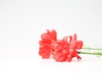 母の日特別ランチコース「Merci,maman.」