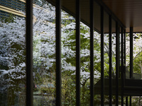 [Sakura Dinner Course (No seating reservation)] March 16th - April 5th Spring Sakura Dinner Course (No seating reservation) 8,000 yen (DINNER)