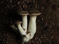 【嗜み展17】5/23(土）