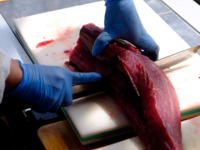 【3月7日限定】解体ショー！マグロ御膳(ランチ)