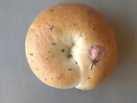 [Seasonal Limited Item] Sakura