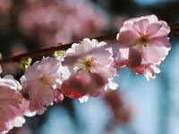 Spring 4 course menu