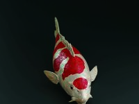 陶芸家 今井政之氏・今井眞正氏の作品が魅せるシェフズテーブル特別ディナー(コース料理のみ)