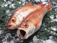 浜町緒ばたの”越前のど黒”懐石（3/9~5/6まで）