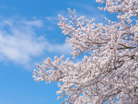 【桜が見えるテラス席確約】■お花見ランチコース■ 彩り豊かな前菜や選べるパスタ、自慢のメイン、苺のドルチェなど5品＋2時間飲み放題付きプラン