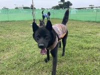 Hands-free BBQ set ForKids