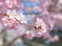 【平日ランチ】4月 ご入学お祝い対象のお子様～4歳から小学生～無料 　【事前決済】